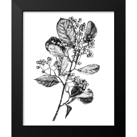 Hawthorn Berry Branch I Black Modern Wood Framed Art Print by Scarvey, Emma