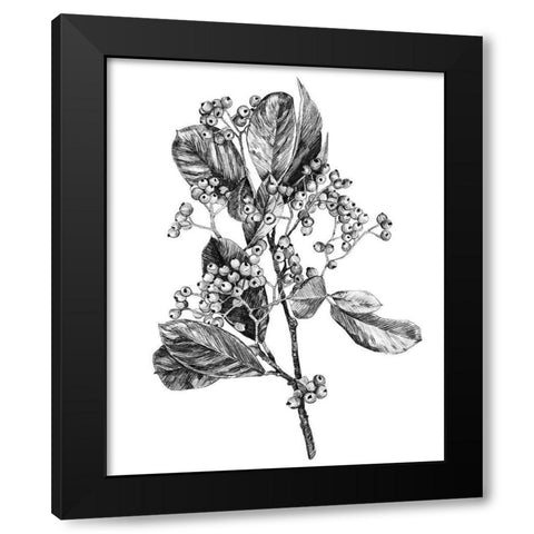 Hawthorn Berry Branch II Black Modern Wood Framed Art Print by Scarvey, Emma