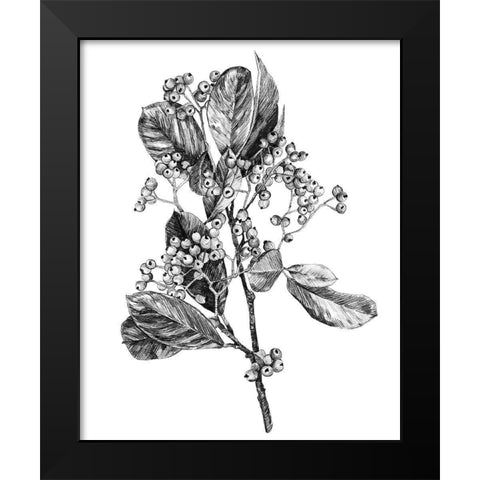 Hawthorn Berry Branch II Black Modern Wood Framed Art Print by Scarvey, Emma