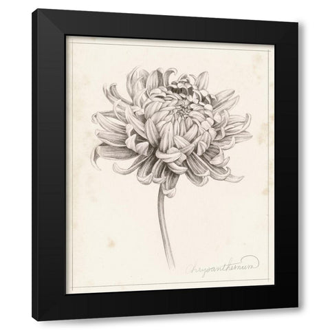 Graphite Chrysanthemum Study I Black Modern Wood Framed Art Print with Double Matting by Popp, Grace