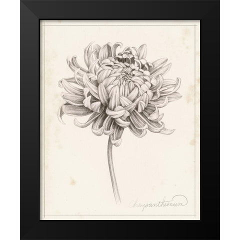 Graphite Chrysanthemum Study I Black Modern Wood Framed Art Print by Popp, Grace