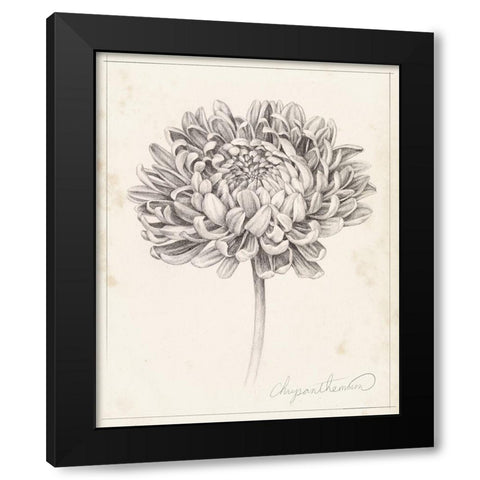 Graphite Chrysanthemum Study II Black Modern Wood Framed Art Print by Popp, Grace