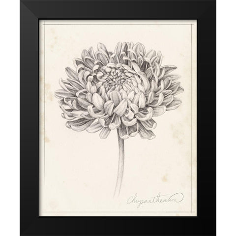 Graphite Chrysanthemum Study II Black Modern Wood Framed Art Print by Popp, Grace