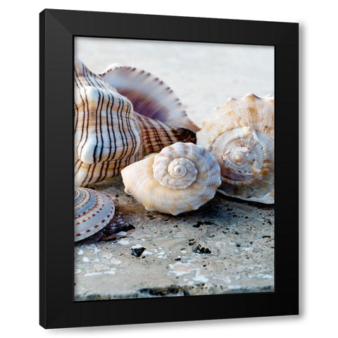 Gifts of the Shore I Black Modern Wood Framed Art Print with Double Matting by Ray, Elena