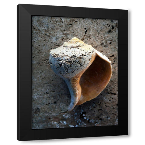 Gifts of the Shore V Black Modern Wood Framed Art Print by Ray, Elena