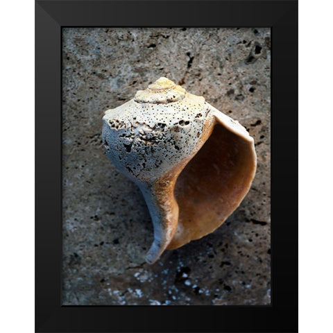 Gifts of the Shore V Black Modern Wood Framed Art Print by Ray, Elena