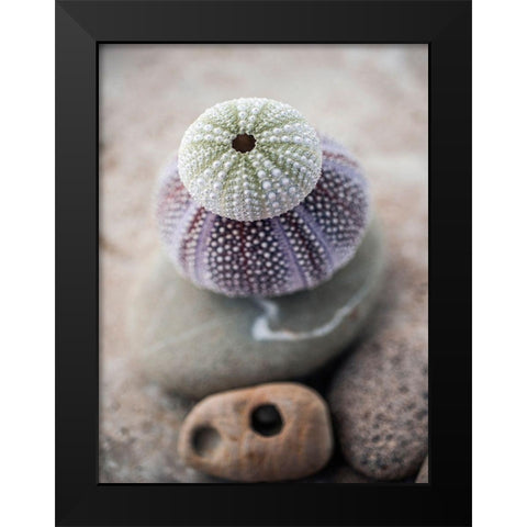 Gifts of the Shore VIII Black Modern Wood Framed Art Print by Ray, Elena