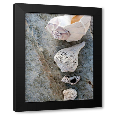 Gifts of the Shore IX Black Modern Wood Framed Art Print by Ray, Elena
