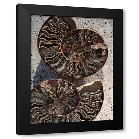 Gifts of the Shore XIII Black Modern Wood Framed Art Print by Ray, Elena