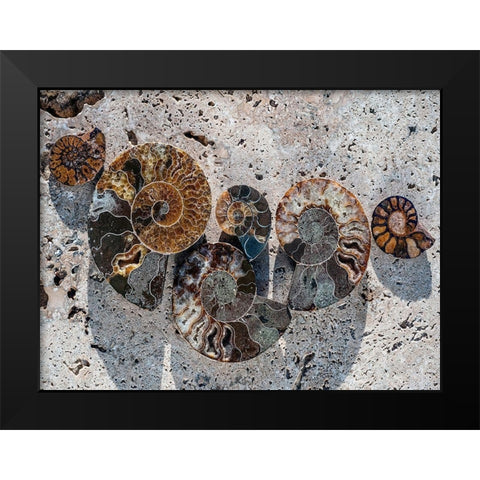 Gifts of the Shore XIV Black Modern Wood Framed Art Print by Ray, Elena