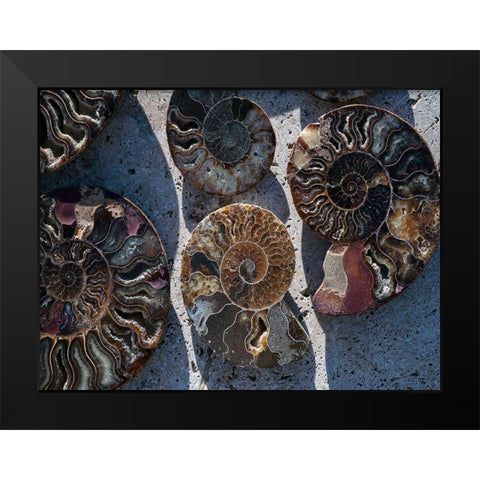 Gifts of the Shore XV Black Modern Wood Framed Art Print by Ray, Elena