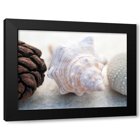 Shell Portrait III Black Modern Wood Framed Art Print with Double Matting by Ray, Elena