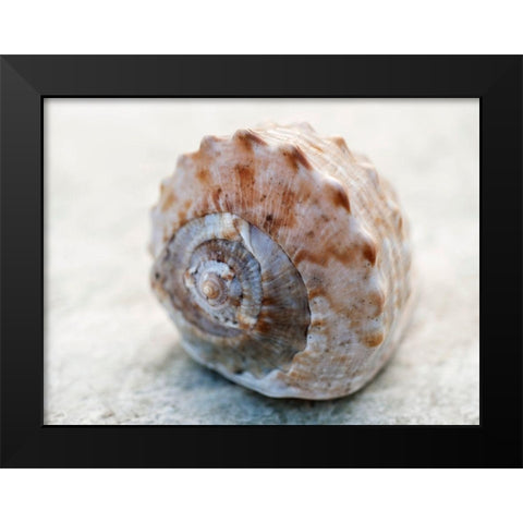 Shell Portrait V Black Modern Wood Framed Art Print by Ray, Elena