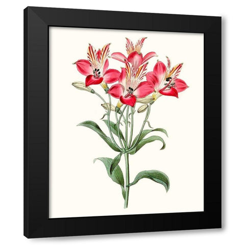 Roseate Blooms I Black Modern Wood Framed Art Print with Double Matting by Vision Studio