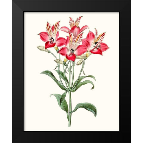 Roseate Blooms I Black Modern Wood Framed Art Print by Vision Studio