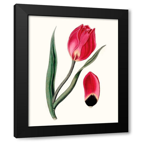 Roseate Blooms II Black Modern Wood Framed Art Print with Double Matting by Vision Studio