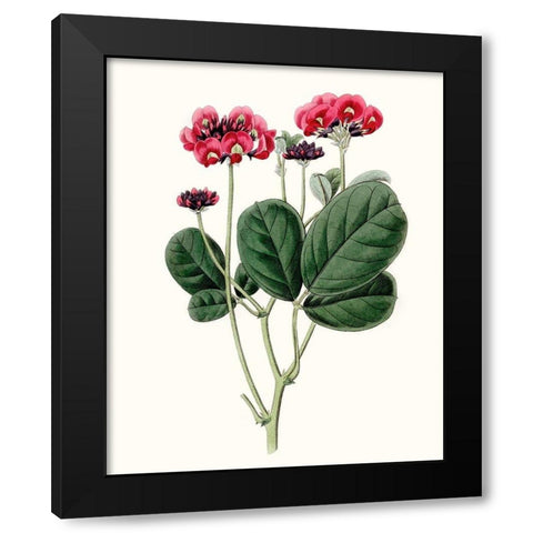 Roseate Blooms III Black Modern Wood Framed Art Print with Double Matting by Vision Studio