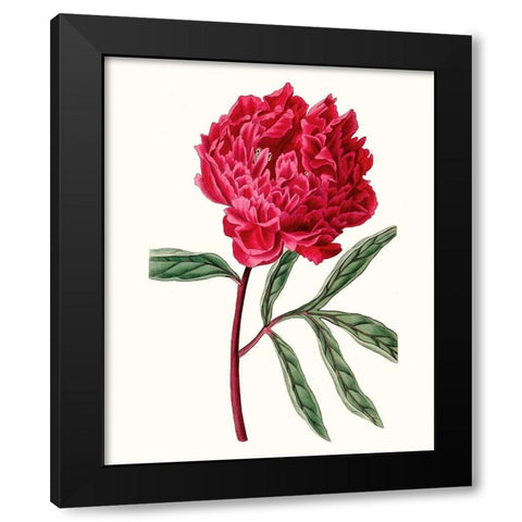 Roseate Blooms IV Black Modern Wood Framed Art Print with Double Matting by Vision Studio