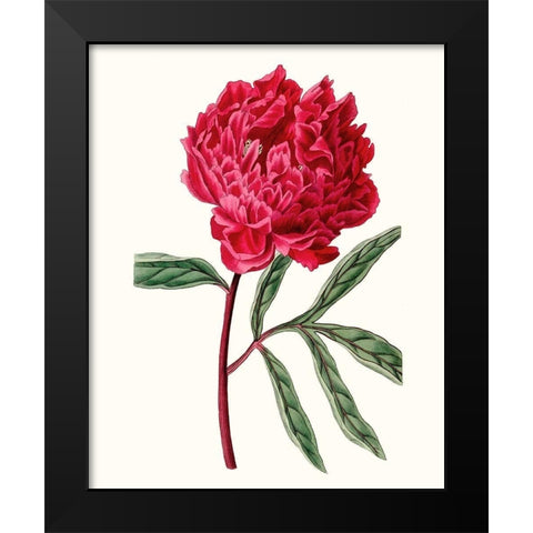 Roseate Blooms IV Black Modern Wood Framed Art Print by Vision Studio