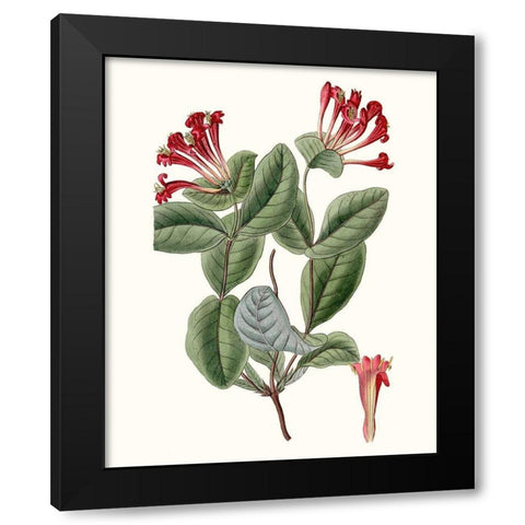 Roseate Blooms V Black Modern Wood Framed Art Print with Double Matting by Vision Studio