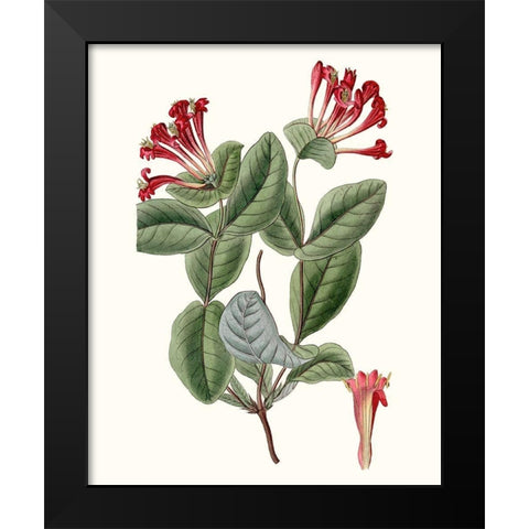 Roseate Blooms V Black Modern Wood Framed Art Print by Vision Studio