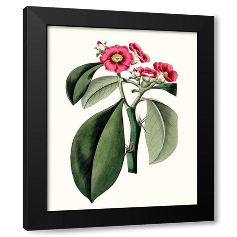 Roseate Blooms VI Black Modern Wood Framed Art Print by Vision Studio