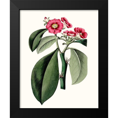 Roseate Blooms VI Black Modern Wood Framed Art Print by Vision Studio