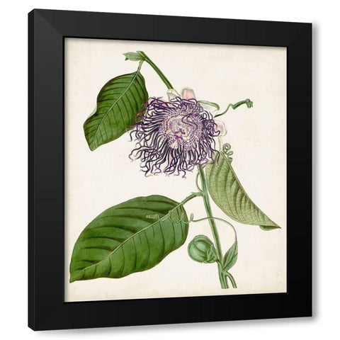 Vintage Passionflower I Black Modern Wood Framed Art Print with Double Matting by Vision Studio