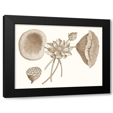 Sepia Water Lily I Black Modern Wood Framed Art Print by Vision Studio