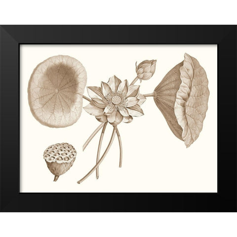 Sepia Water Lily I Black Modern Wood Framed Art Print by Vision Studio