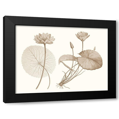 Sepia Water Lily II Black Modern Wood Framed Art Print by Vision Studio