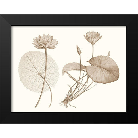 Sepia Water Lily II Black Modern Wood Framed Art Print by Vision Studio