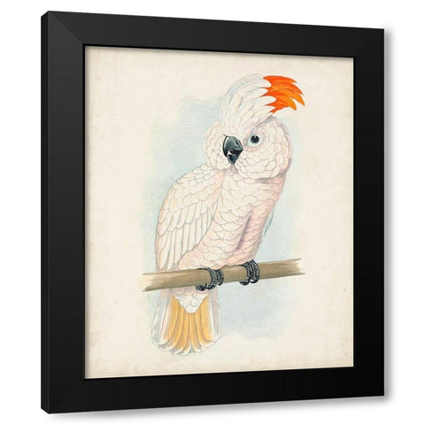 Antique Cockatoo II Black Modern Wood Framed Art Print by Unknown