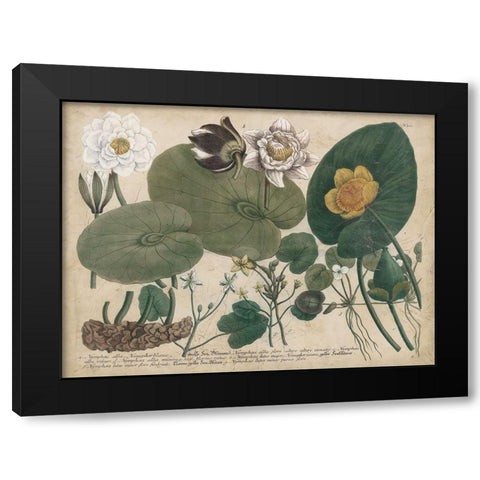 European White Waterlily Black Modern Wood Framed Art Print with Double Matting by Weinmann