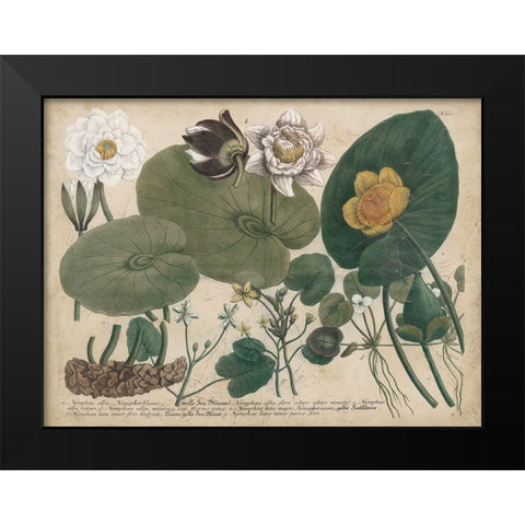 European White Waterlily Black Modern Wood Framed Art Print by Weinmann
