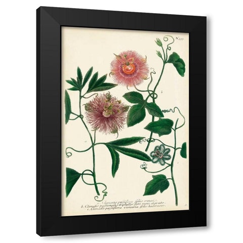 Antique Passion Flower I Black Modern Wood Framed Art Print with Double Matting by Weinmann