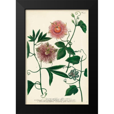 Antique Passion Flower I Black Modern Wood Framed Art Print by Weinmann