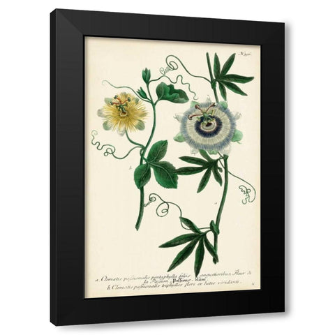 Antique Passion Flower II Black Modern Wood Framed Art Print with Double Matting by Weinmann