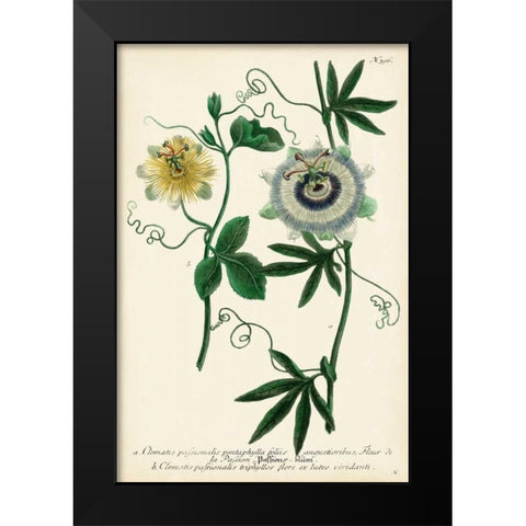 Antique Passion Flower II Black Modern Wood Framed Art Print by Weinmann