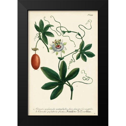 Antique Passion Flower III Black Modern Wood Framed Art Print by Weinmann