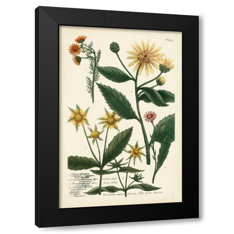 Saffron Garden I Black Modern Wood Framed Art Print by Weinmann