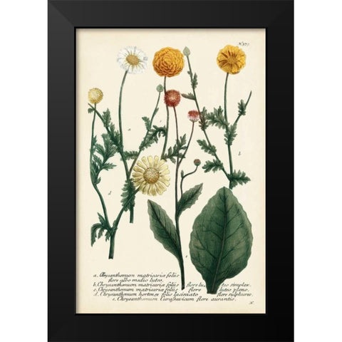 Saffron Garden II Black Modern Wood Framed Art Print by Weinmann
