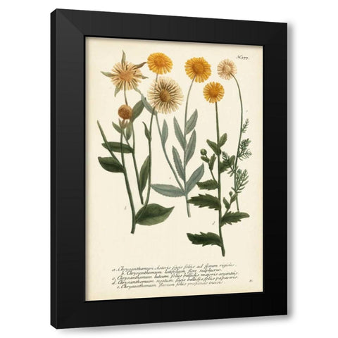 Saffron Garden III Black Modern Wood Framed Art Print by Weinmann