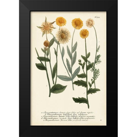Saffron Garden III Black Modern Wood Framed Art Print by Weinmann