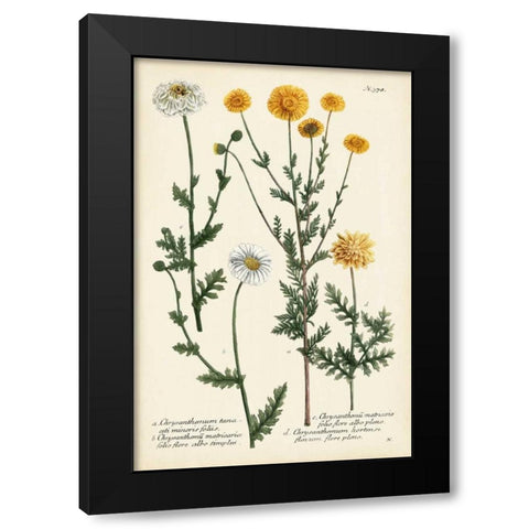 Saffron Garden IV Black Modern Wood Framed Art Print by Weinmann