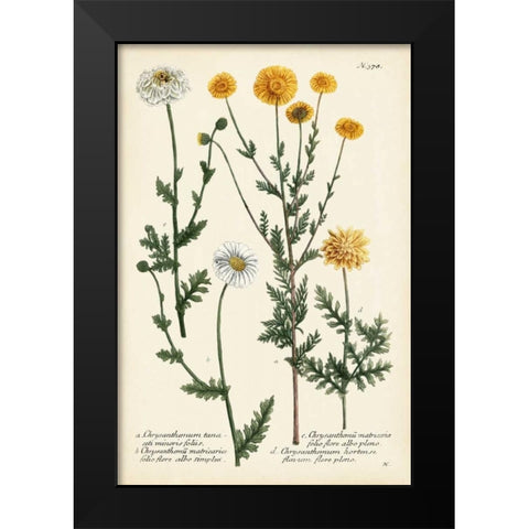 Saffron Garden IV Black Modern Wood Framed Art Print by Weinmann