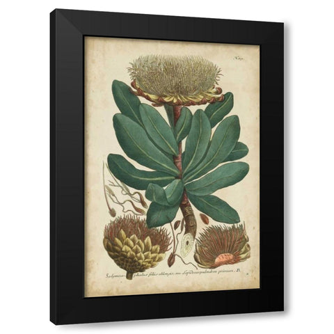 Weinmann Foliage and Fruit I Black Modern Wood Framed Art Print by Weinmann