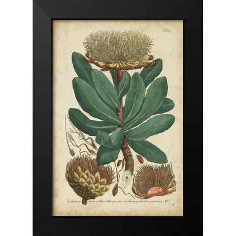 Weinmann Foliage and Fruit I Black Modern Wood Framed Art Print by Weinmann