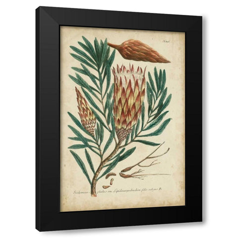 Weinmann Foliage and Fruit III Black Modern Wood Framed Art Print by Weinmann