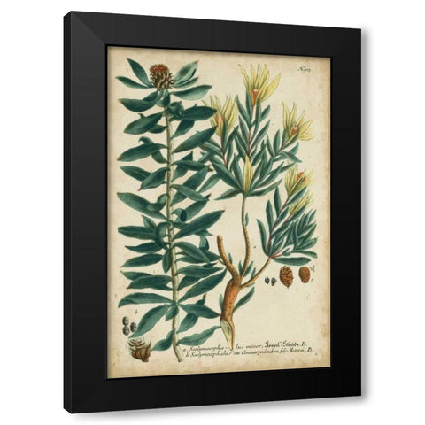 Weinmann Foliage and Fruit IV Black Modern Wood Framed Art Print with Double Matting by Weinmann